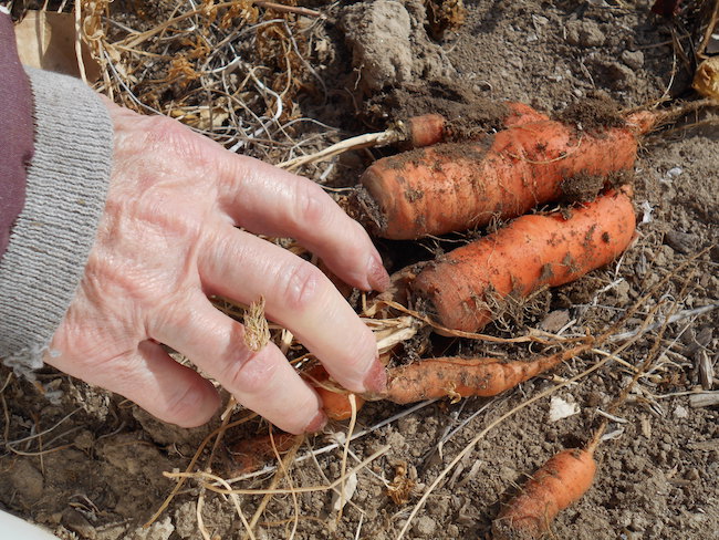 A person pulls carrots growing from the ground, Earths last little bit